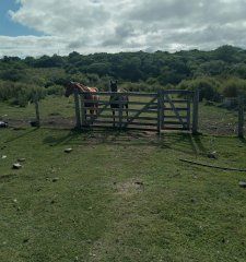 Venta Chacra 7 hectareas Pan de Azucar