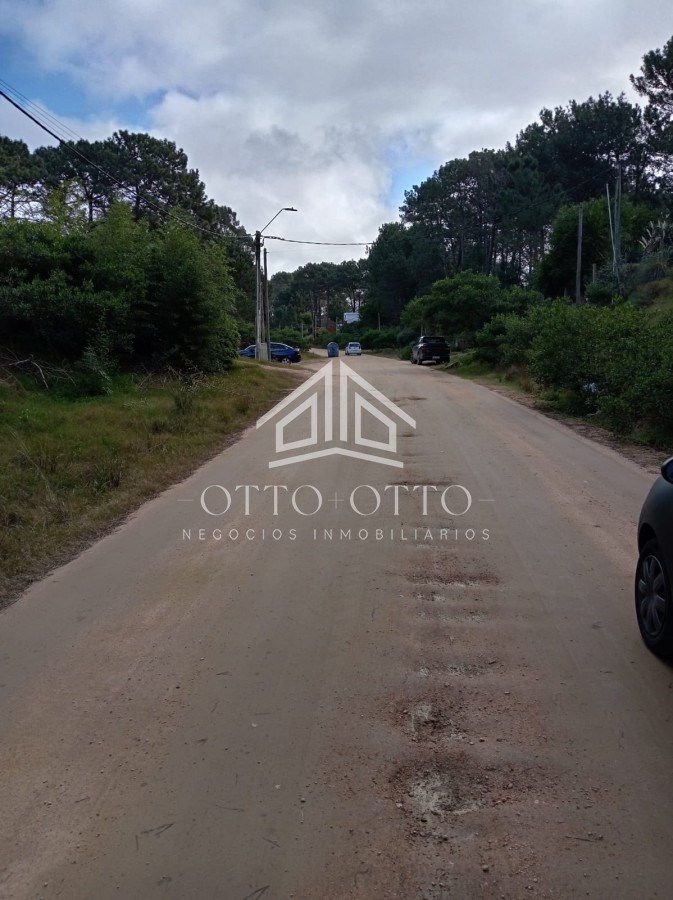 Chihuahua - GoPunta - Portal Inmobiliario de Punta del Este - Maldonado