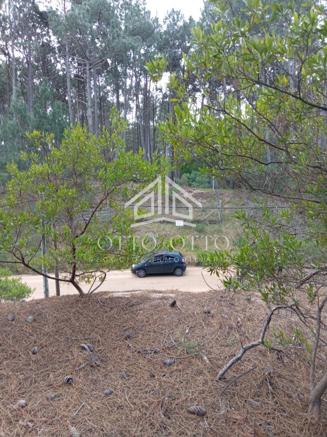 Chihuahua - GoPunta - Portal Inmobiliario de Punta del Este - Maldonado