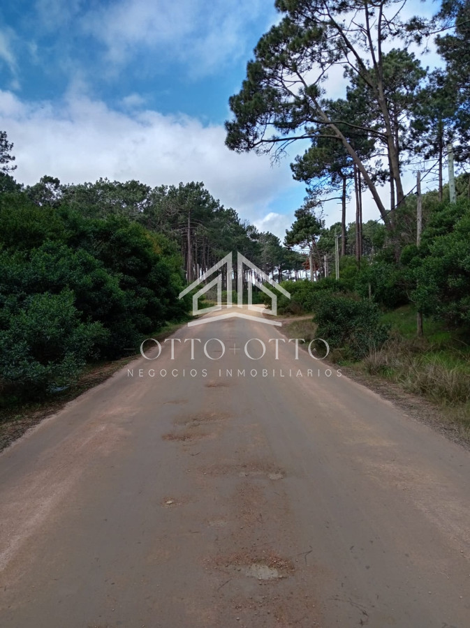 Chihuahua - GoPunta - Portal Inmobiliario de Punta del Este - Maldonado