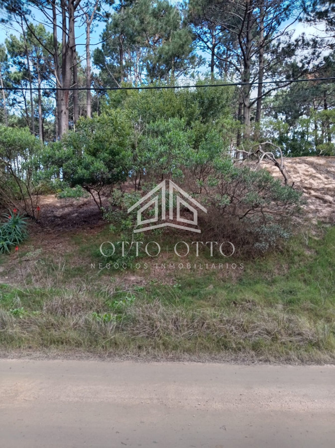 Chihuahua - GoPunta - Portal Inmobiliario de Punta del Este - Maldonado