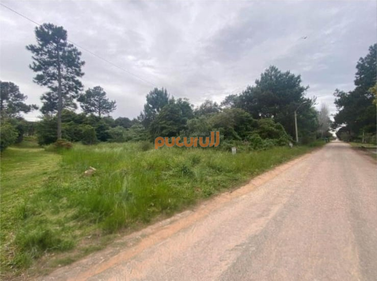 Tio Tom - GoPunta - Portal Inmobiliario de Punta del Este - Maldonado