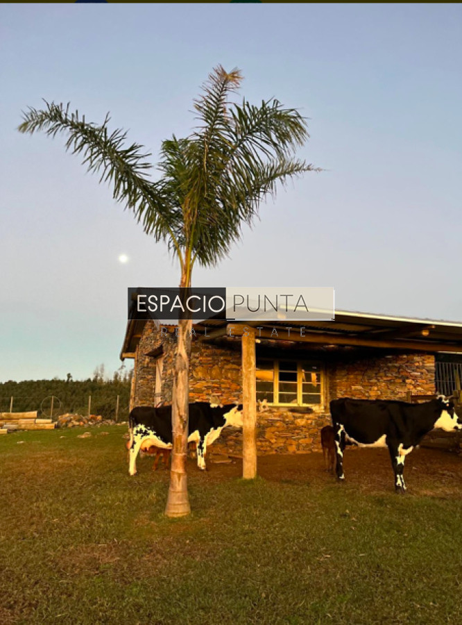 Chacra ID.2431 - IMPERDIBLE CHACRA EN VENTA - LAVALLEJA