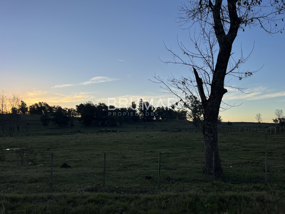 Chacra ID.847 - Chacra en venta en zona Rural de Paysandu