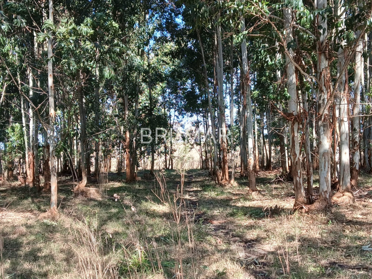 Chacra ID.806 - Chacra en Ciudad de Young