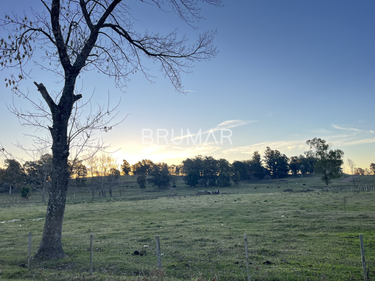 Chacra ID.847 - Chacra en venta en zona Rural de Paysandu