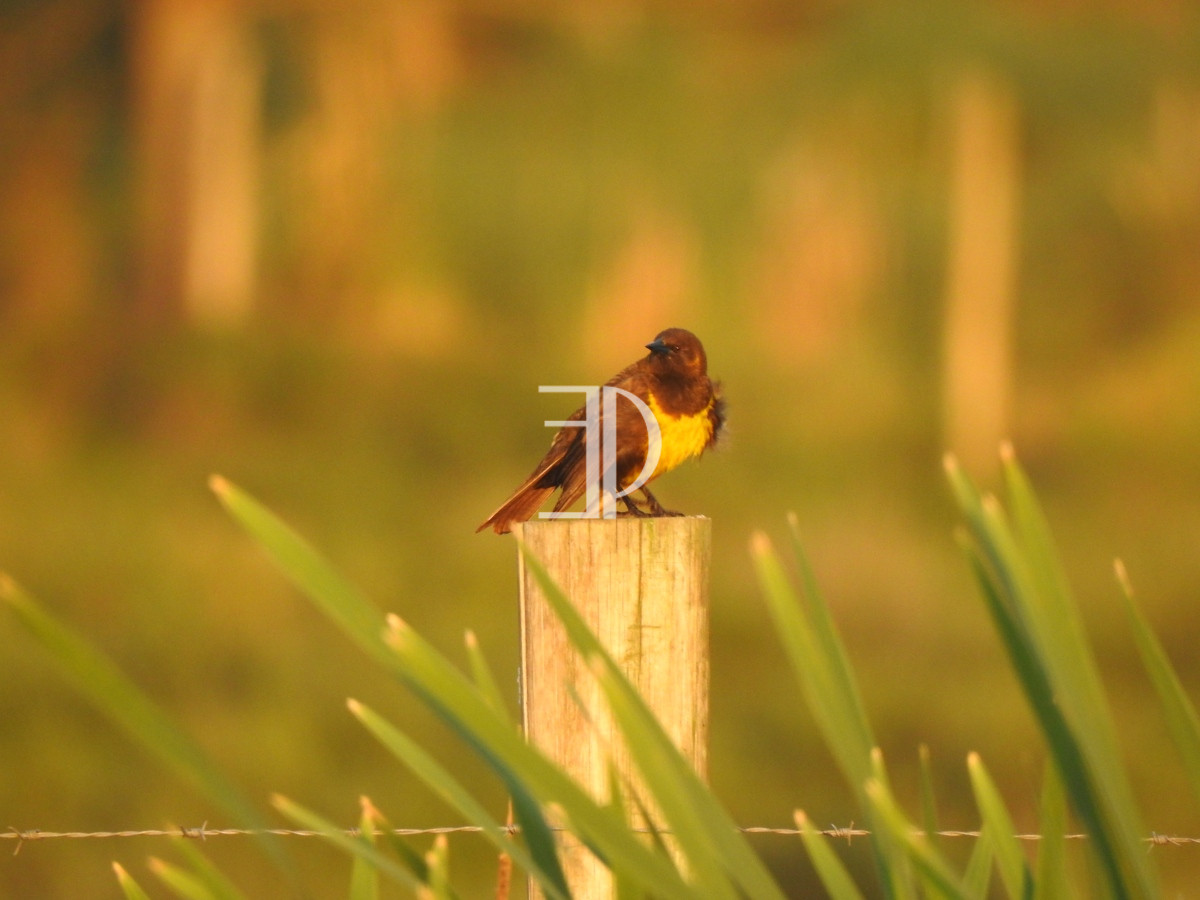 Terreno ID.173 - Terreno en Manantiales, Pueblo Mio