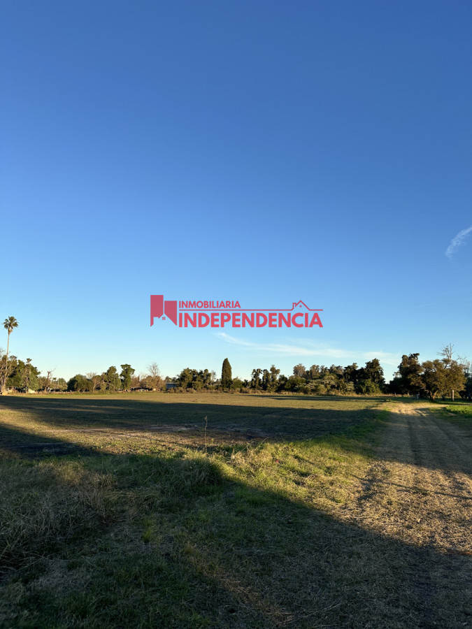 Chacra ID.204 - Chacra en alquiler Zona Parque Paris Londres Paysandu