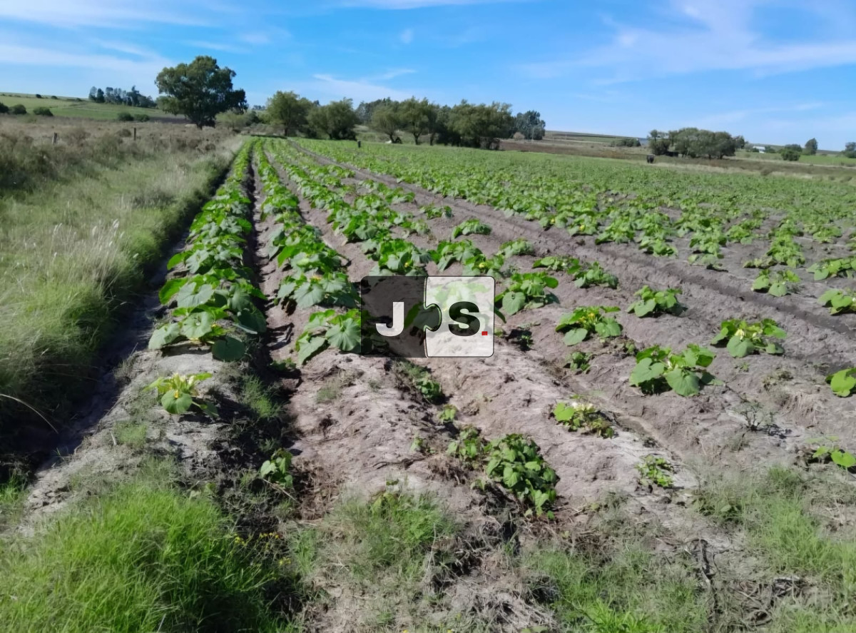 Campo Ref.3210 - Venta campo 8.5 hectáreas Canelón Chico