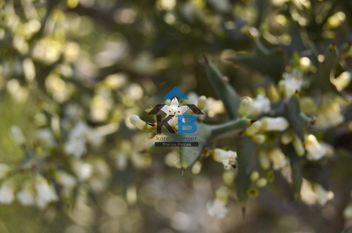 Chacra ID.664 - 