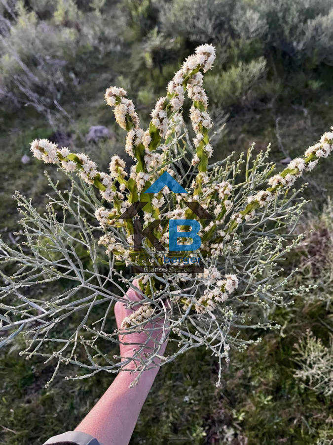 Chacra ID.664 - 