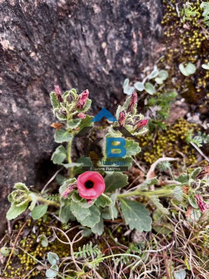 Chacra ID.664 - 