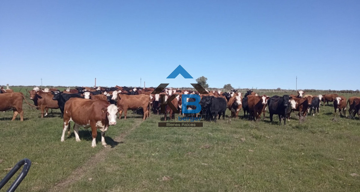 Campo Ref.678 - Artigas venta de campo