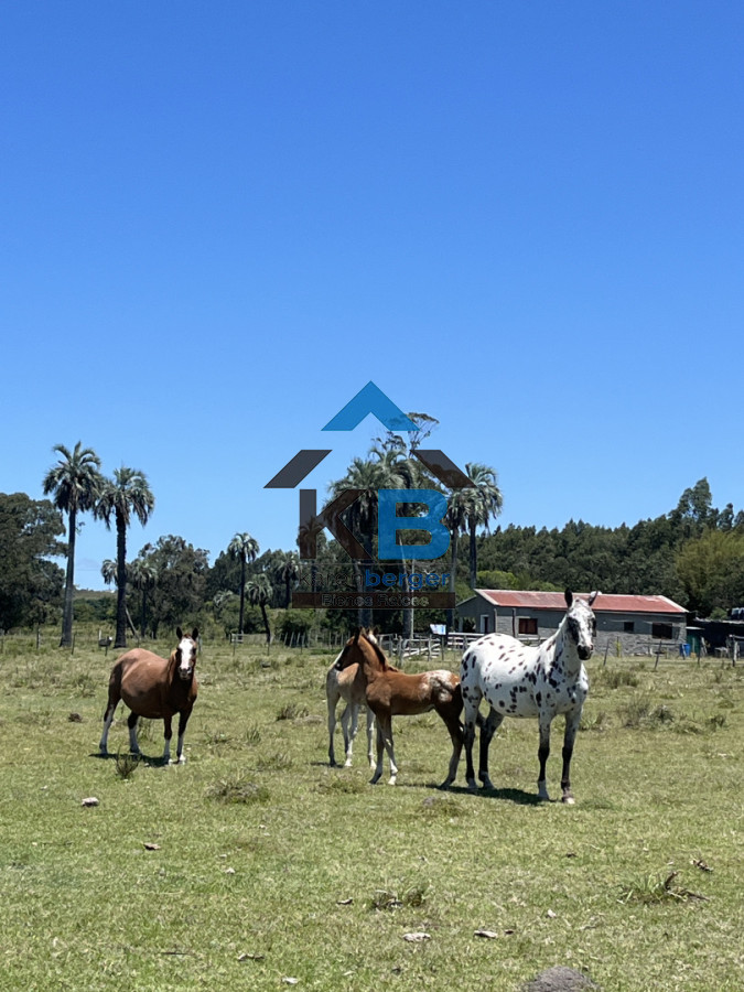 Campo Ref.586 - Campo en Castillos, 