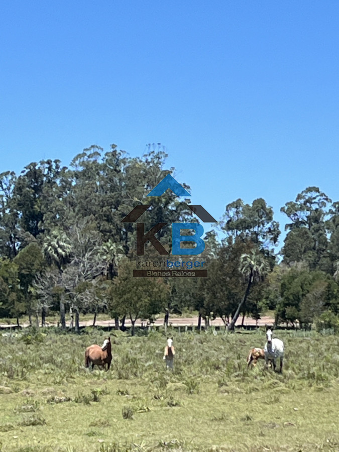 Campo Ref.586 - Campo en Castillos, 