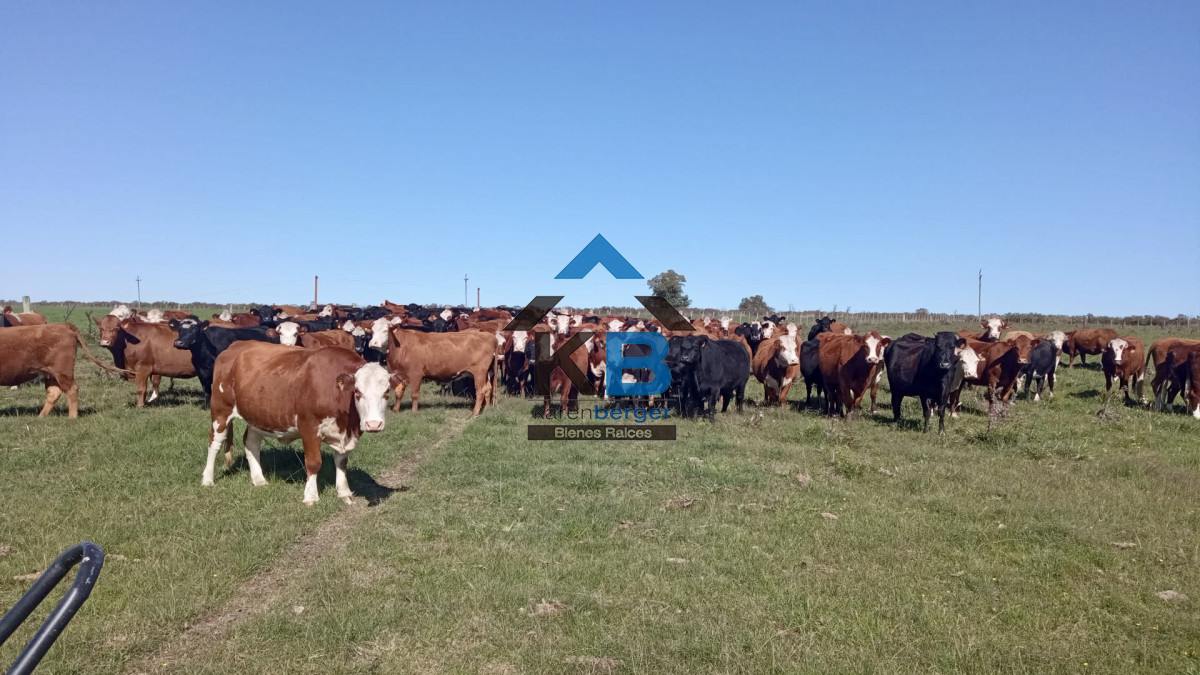 Campo Ref.678 - Artigas venta de campo