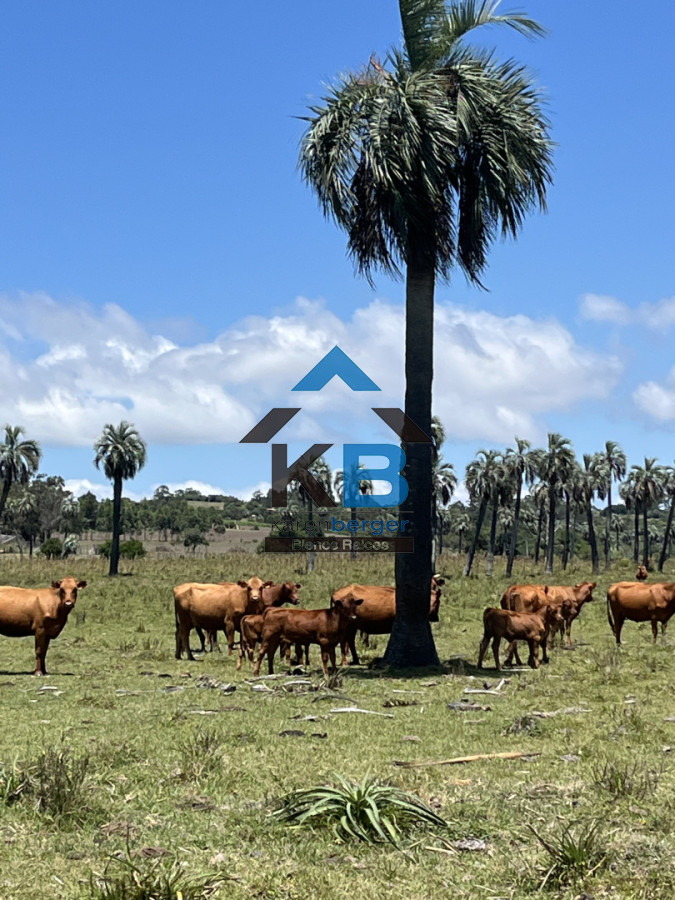 Campo Ref.586 - Campo en Castillos, 