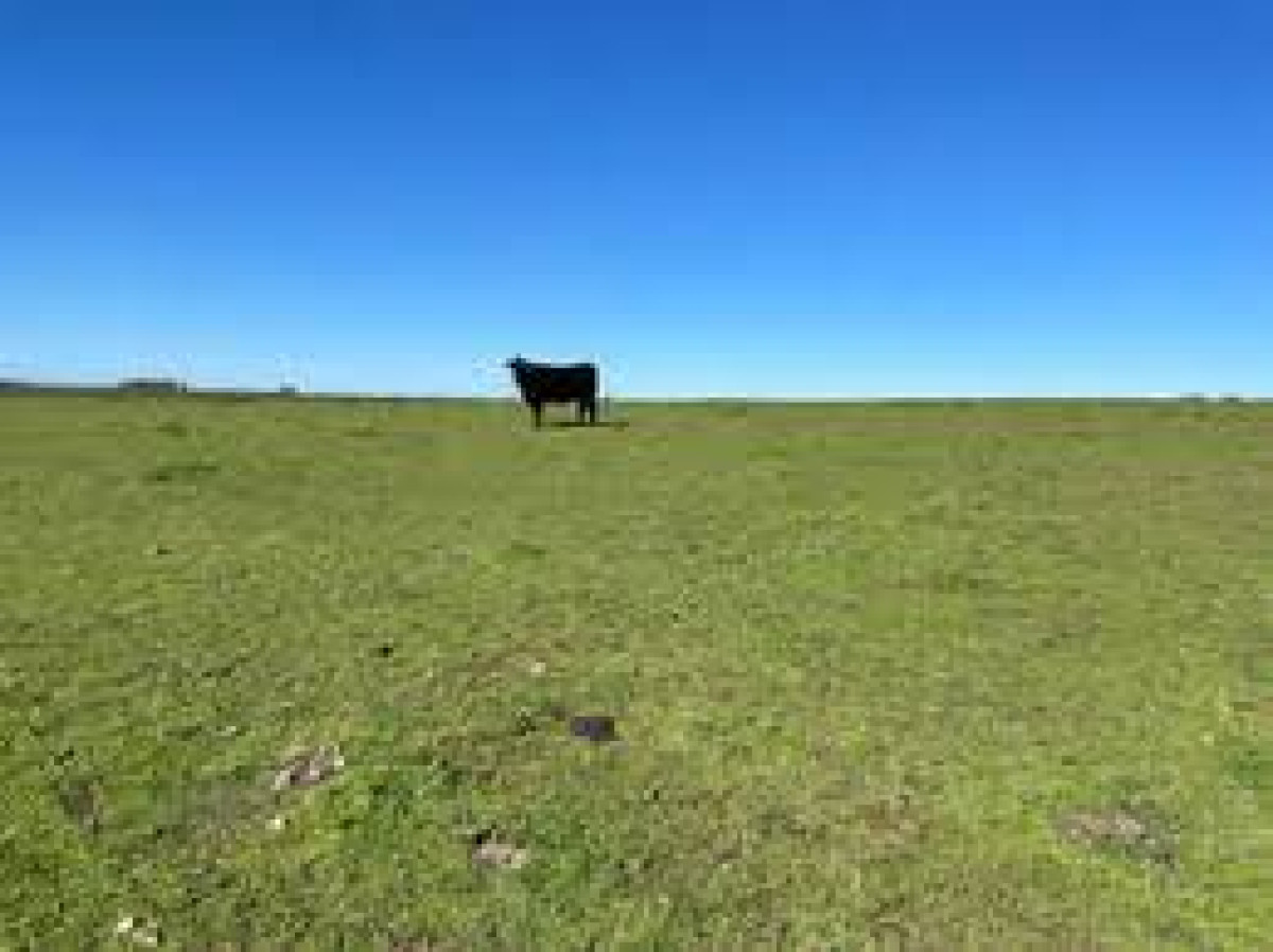 Venta de Campo en Paysandu 