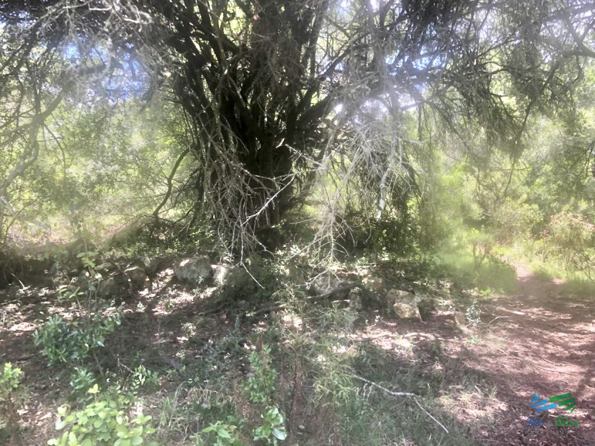 Chacra ID.4956 - Excelente Chacra 11 hectáreas Pueblo Eden 