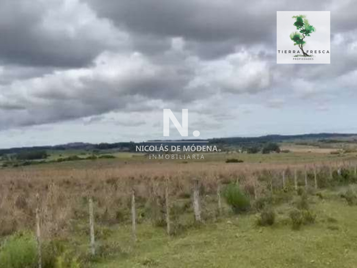 Campo