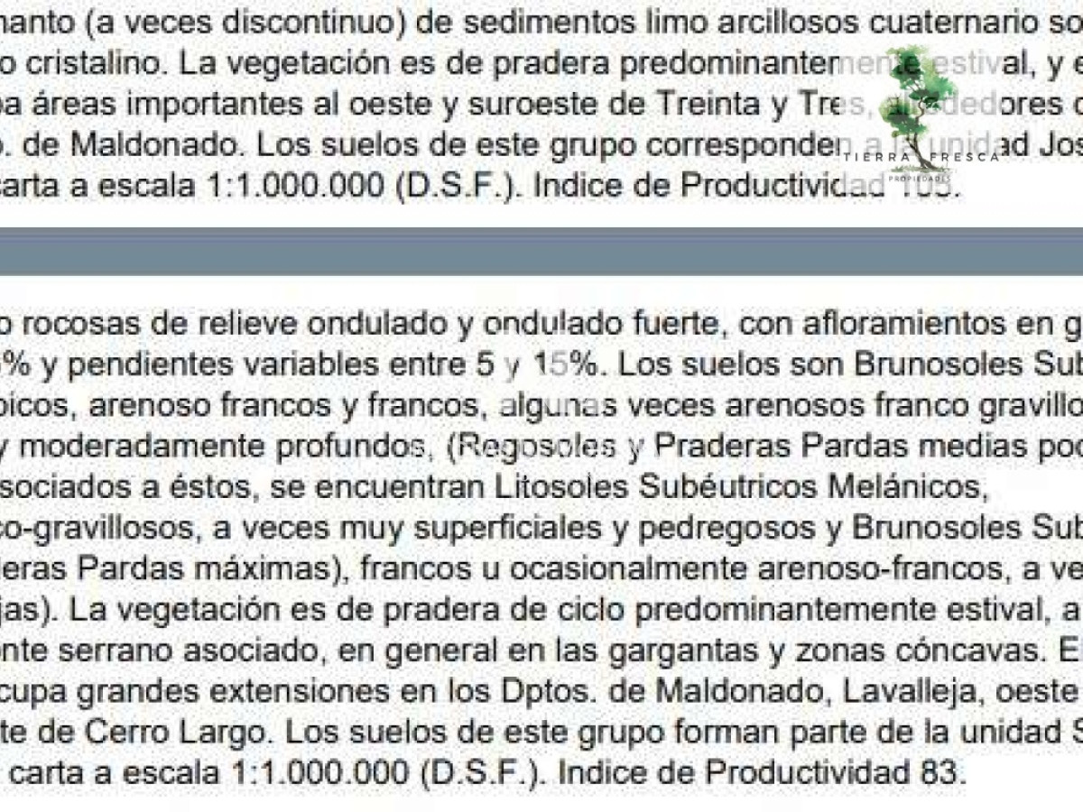 Campo