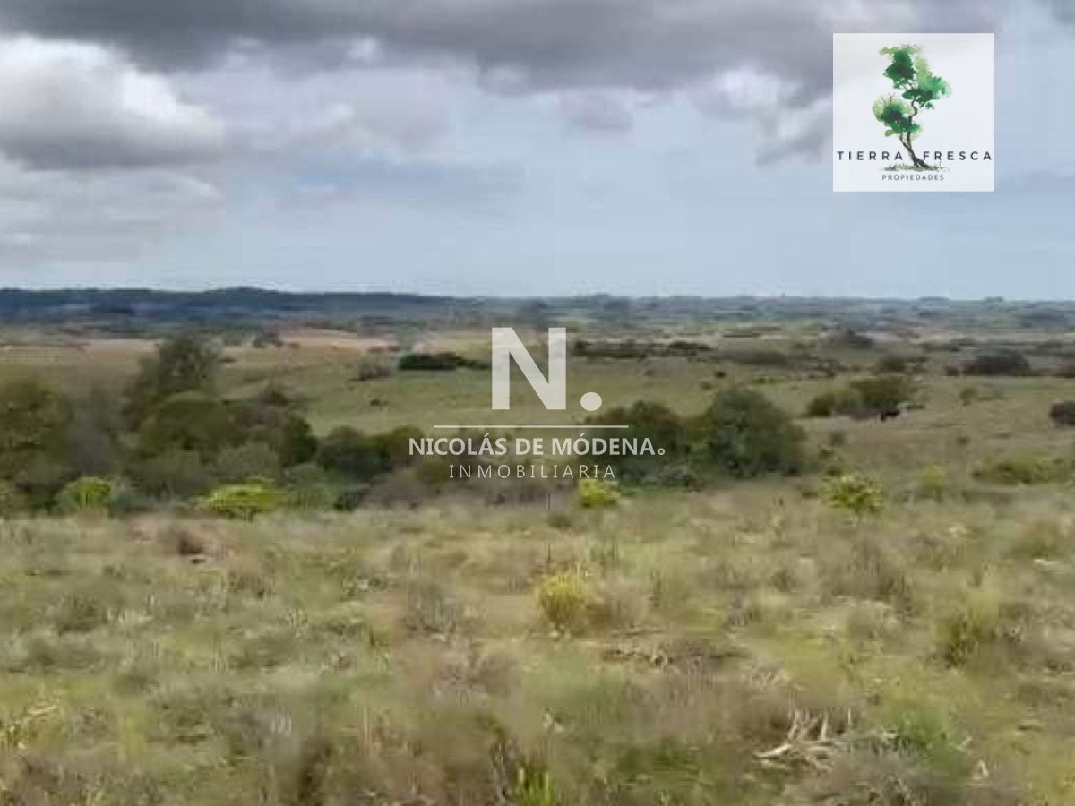 Campo
