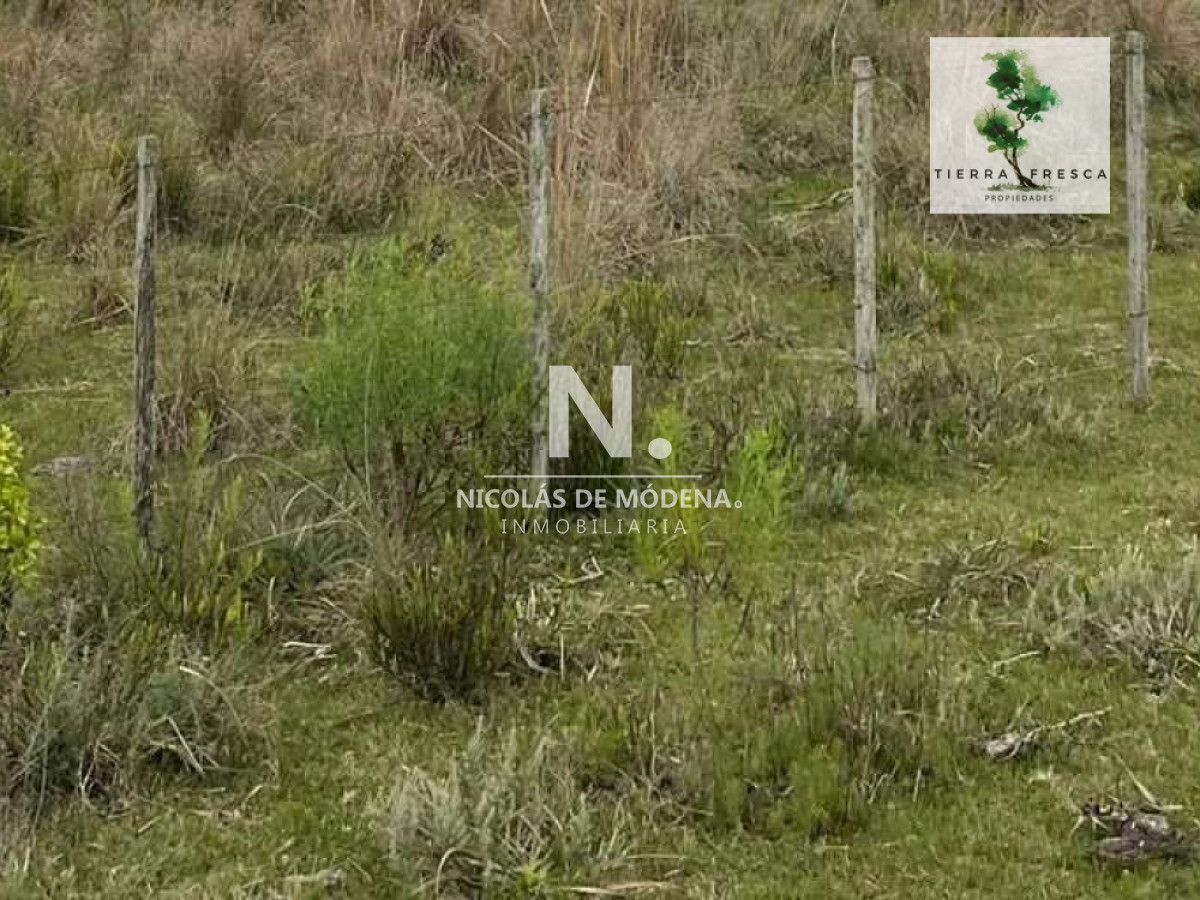 Campo