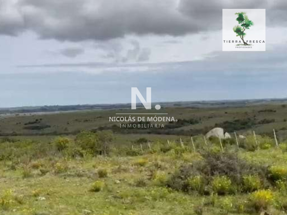 Campo