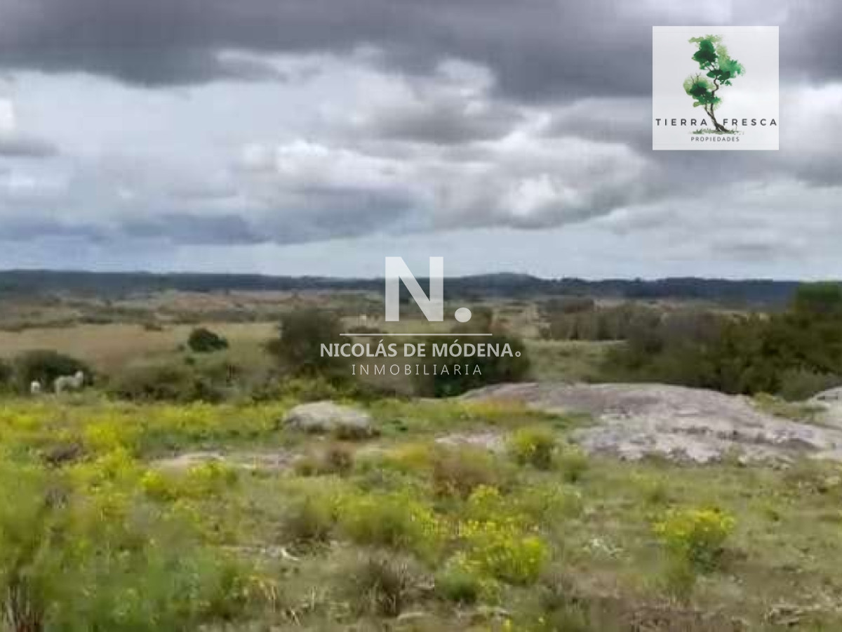 Campo
