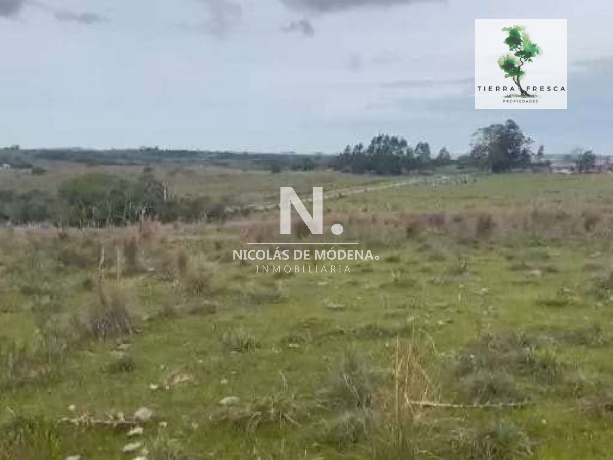 Campo