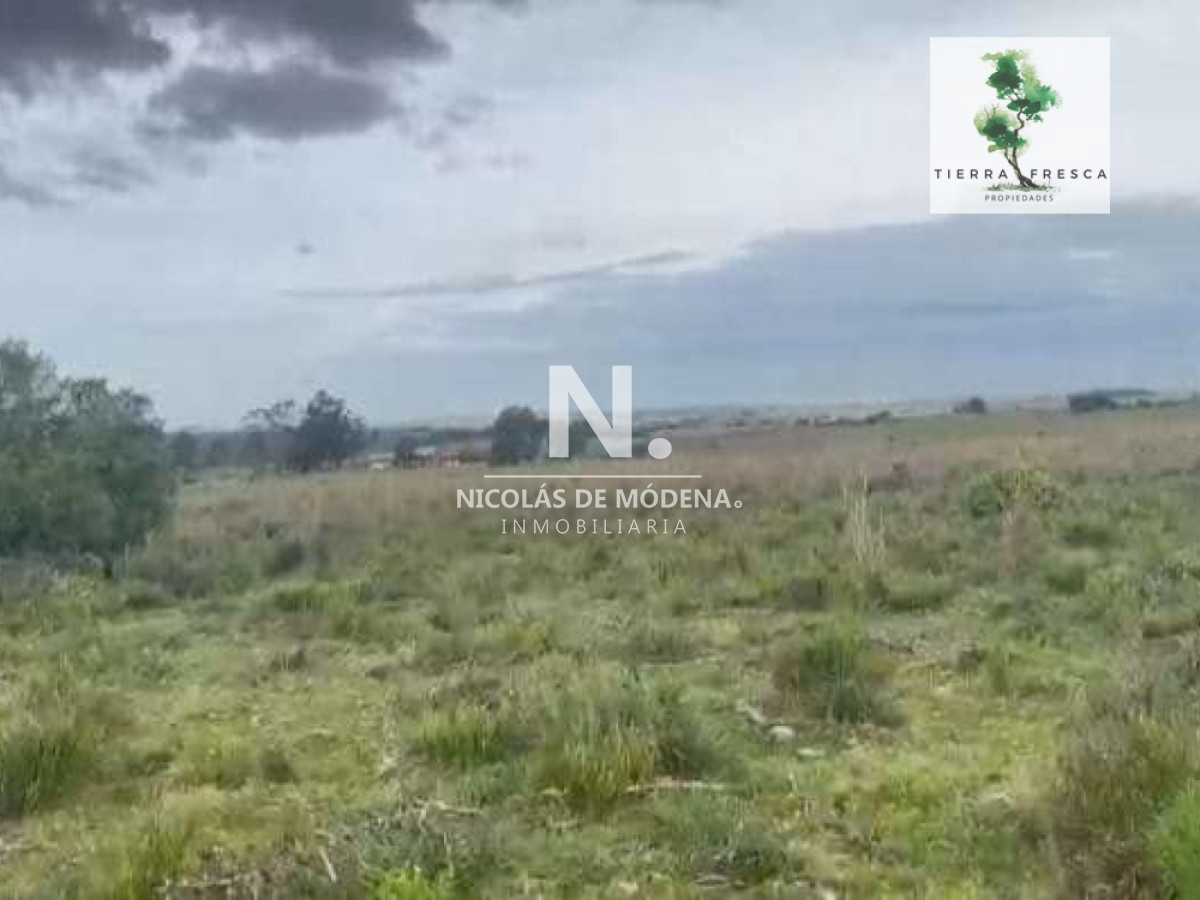 Campo