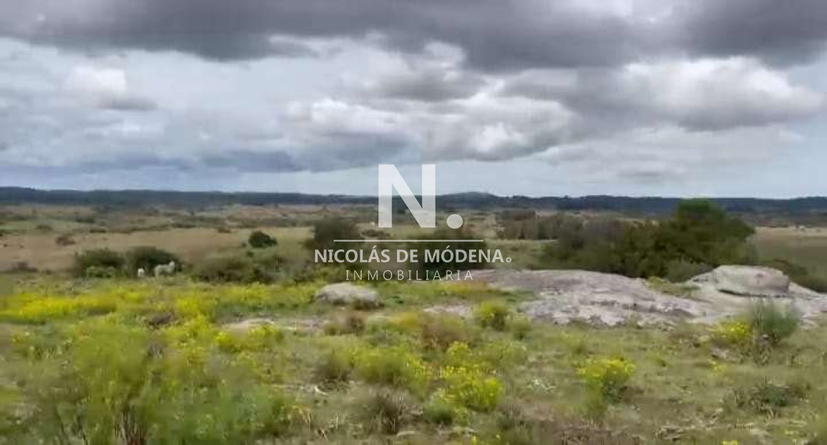 Campo