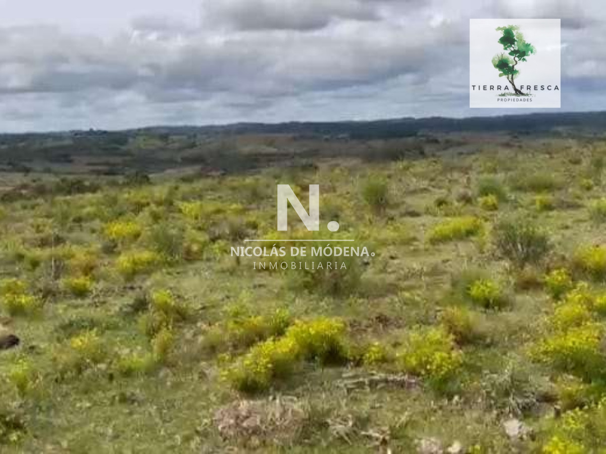 Campo