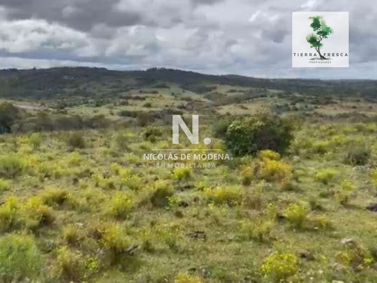 Campo