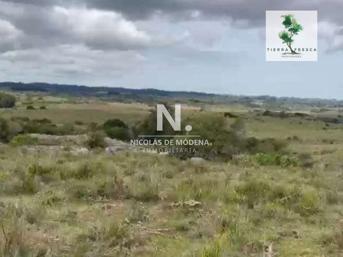 Campo
