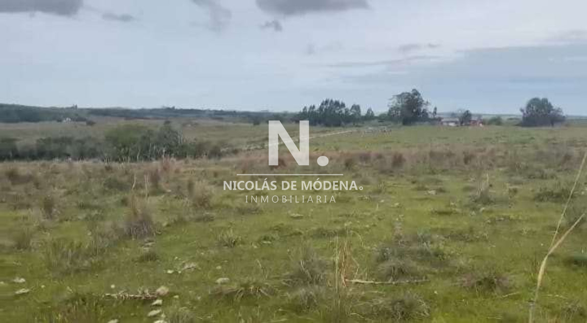Campo