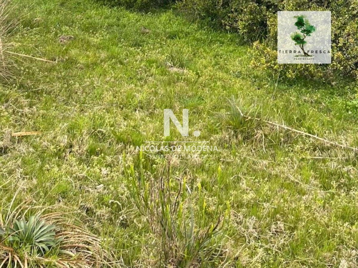 Campo