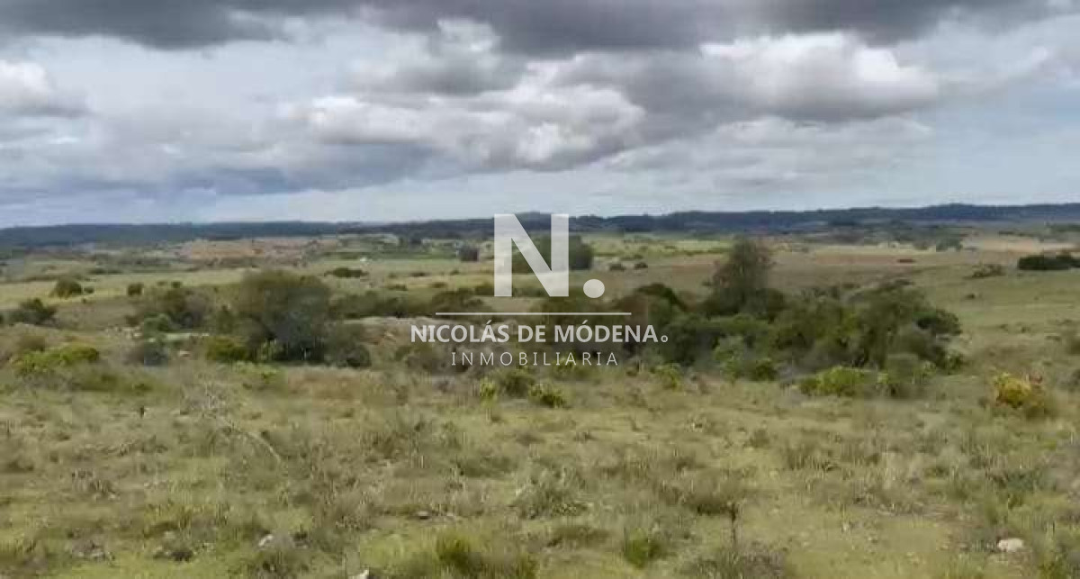 Campo