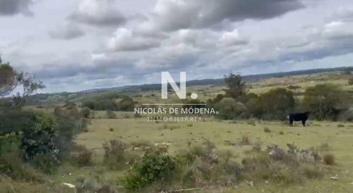 Campo