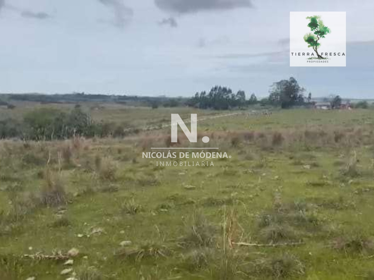 Campo