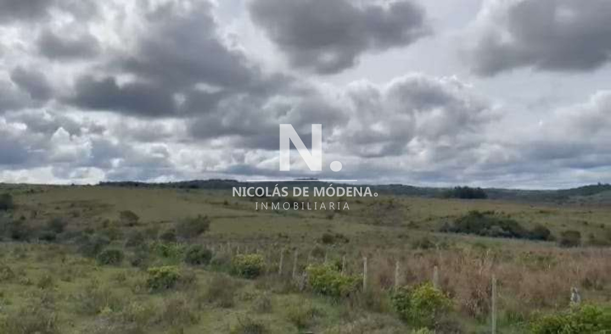 Campo