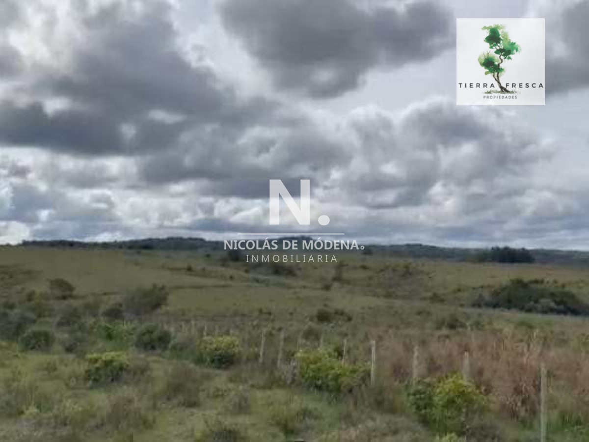 Campo