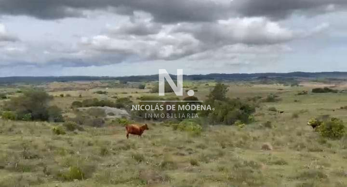 Campo