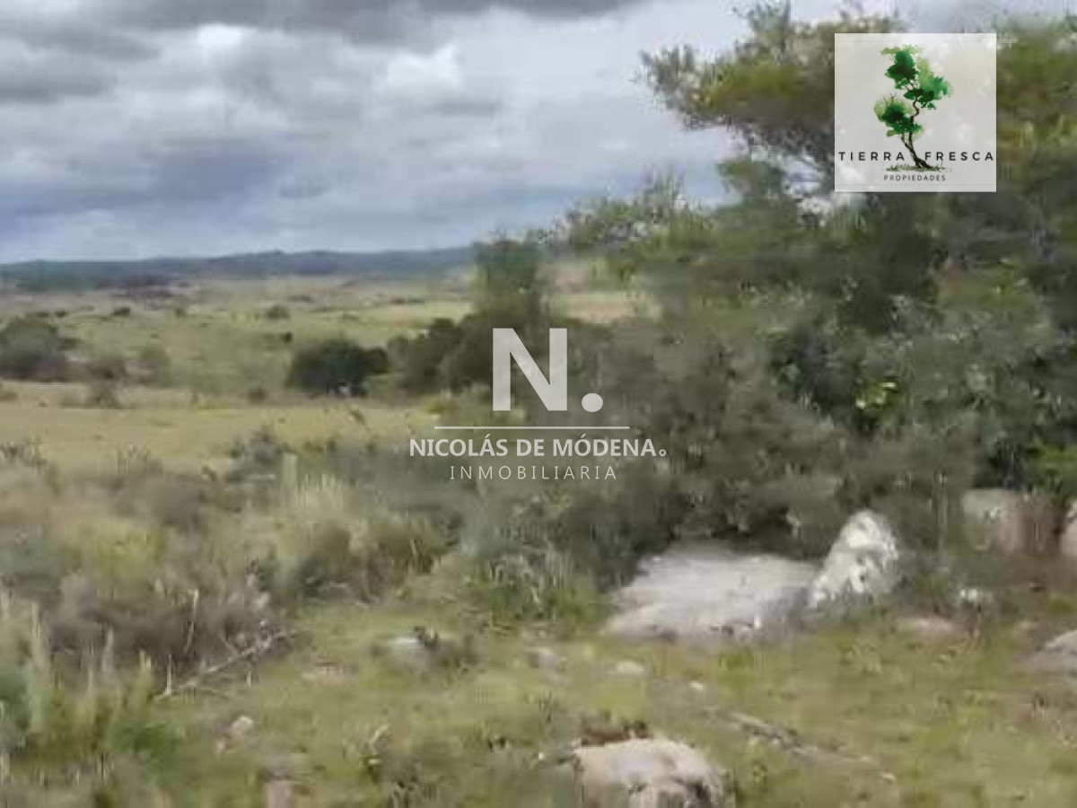 Campo