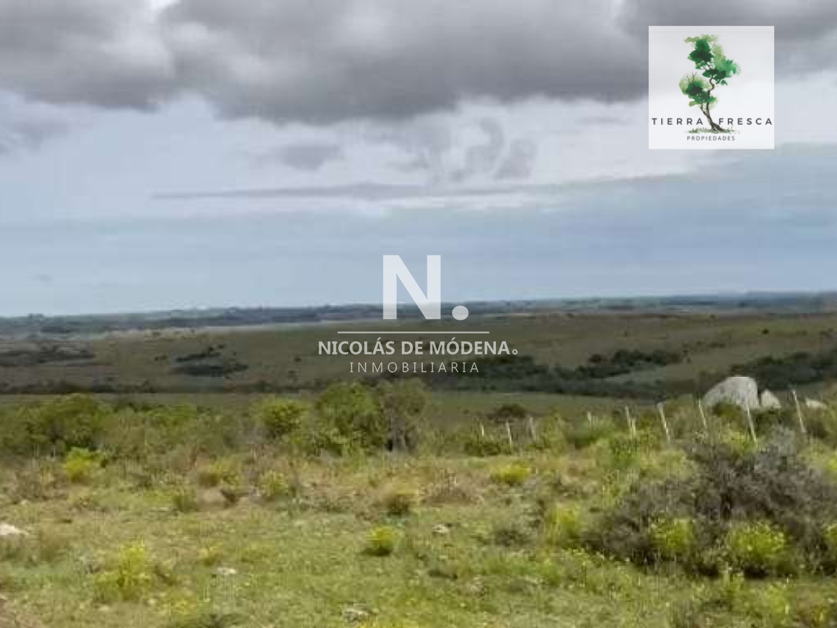Campo