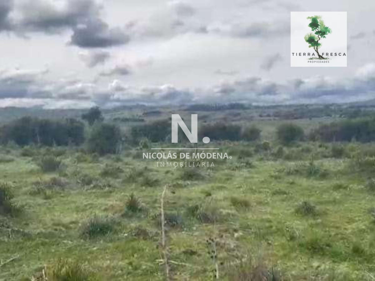 Campo