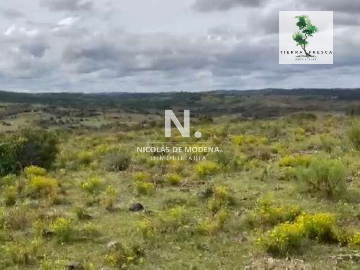Campo