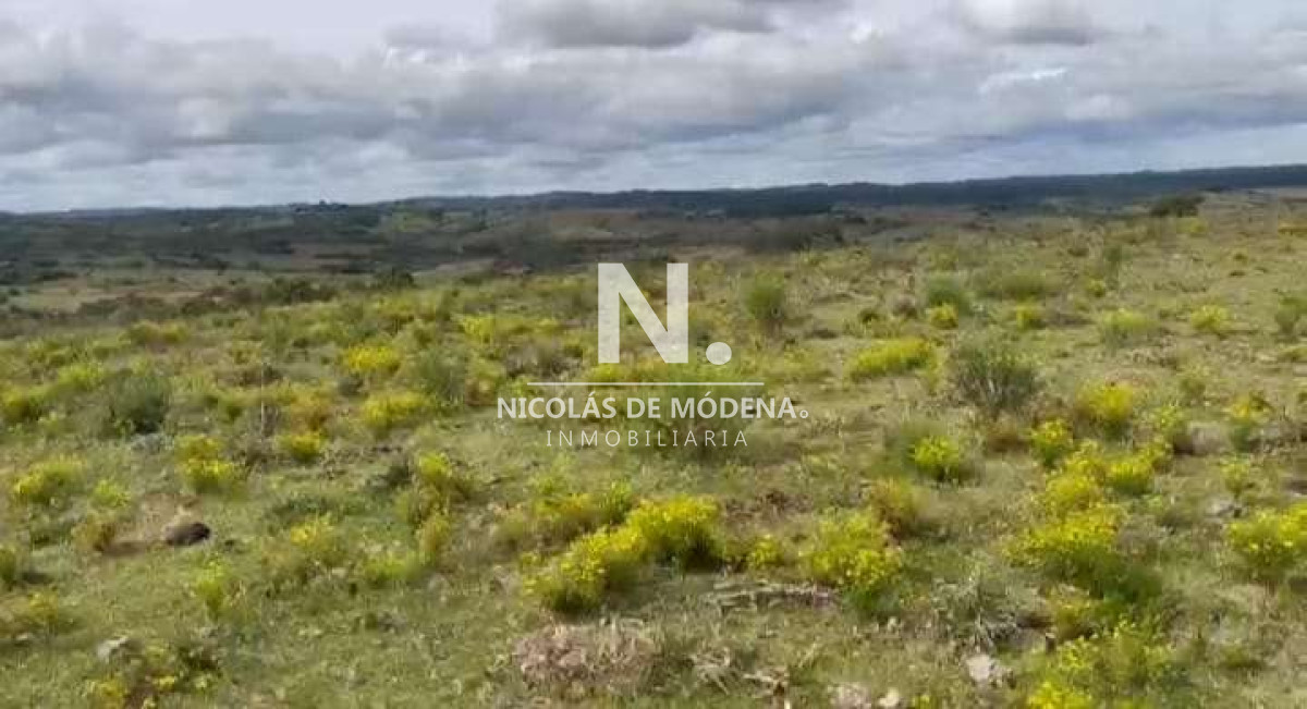 Campo