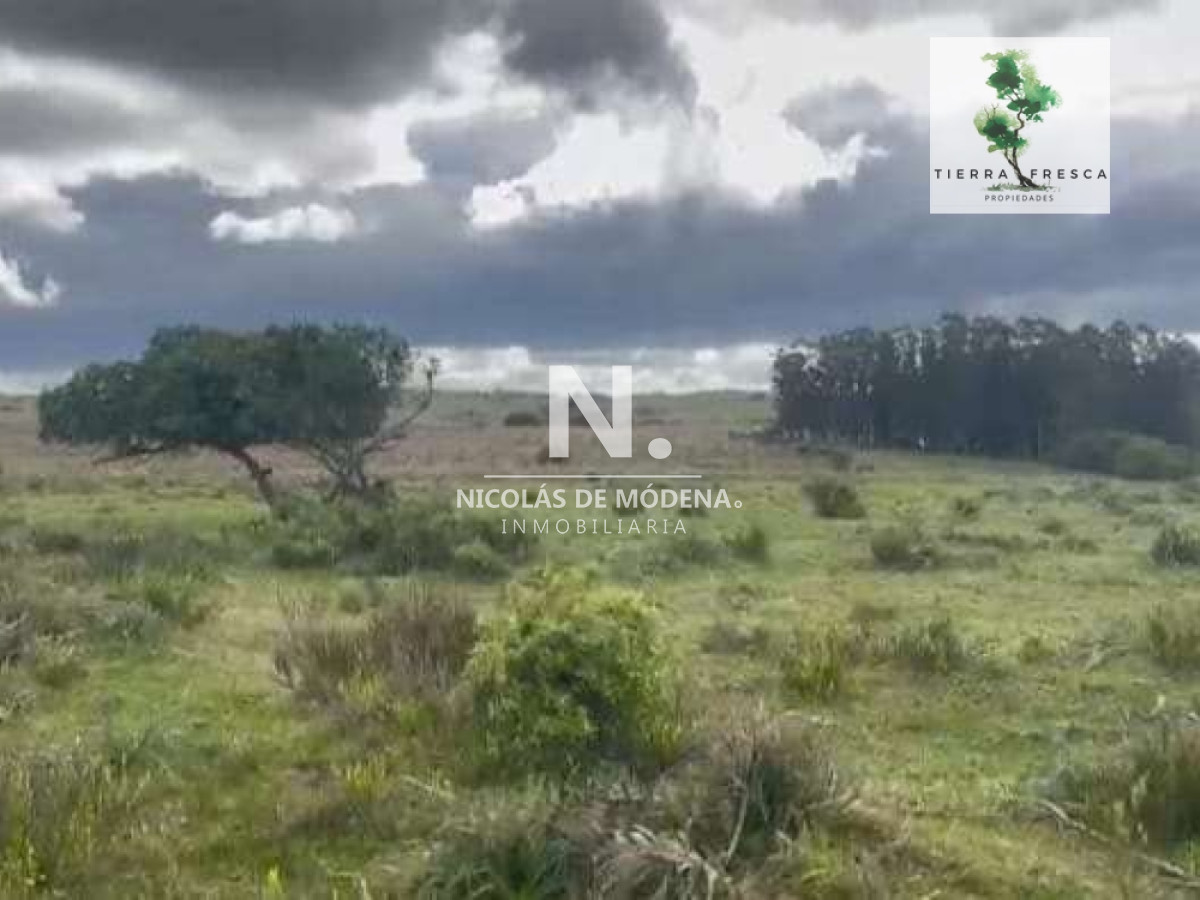 Campo