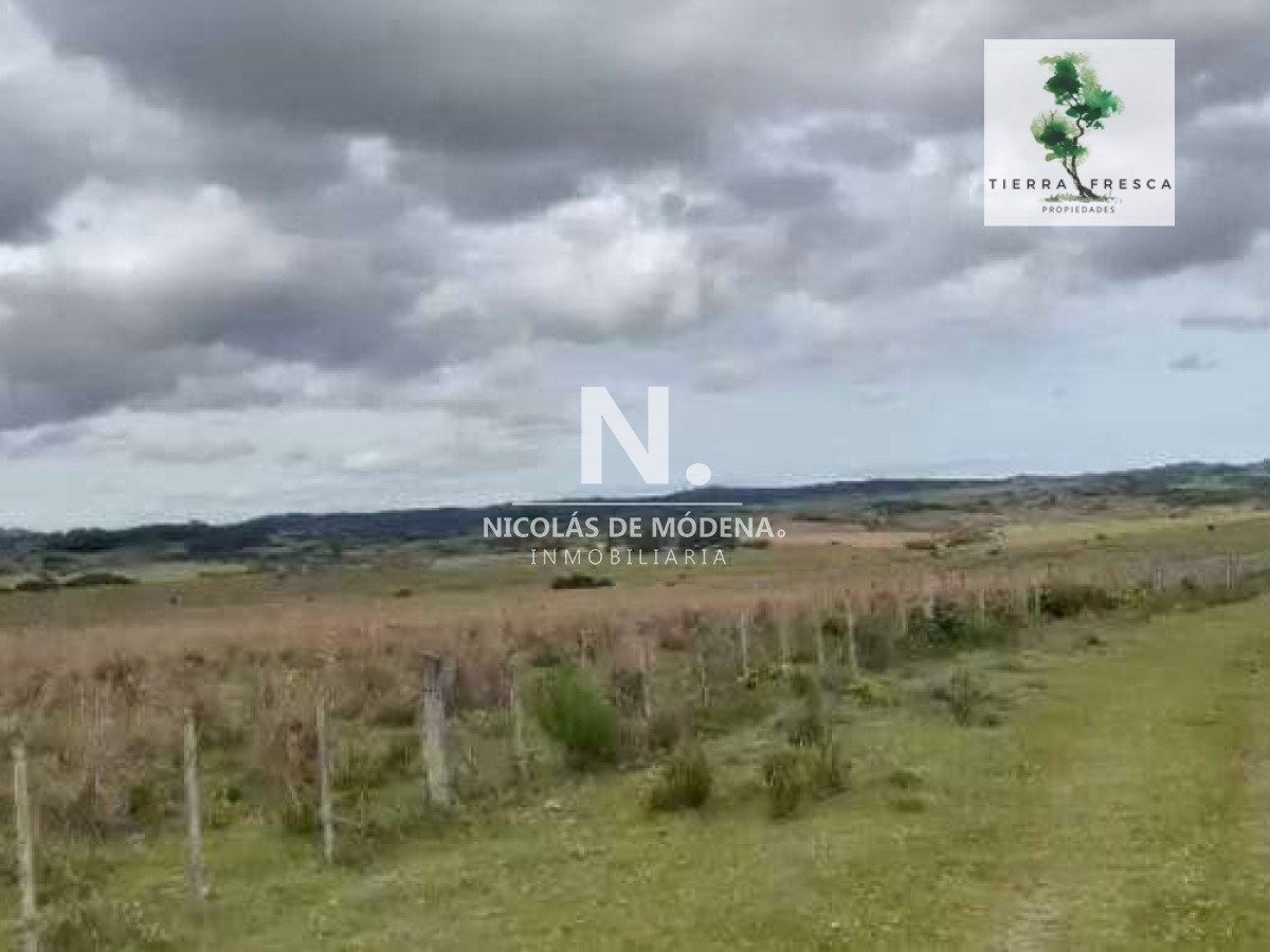 Campo